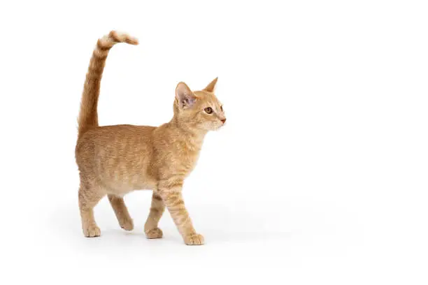 Photo of Orange kitten walking over white background