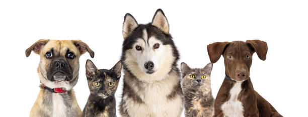 istock Row of Different Mixed Breed Pet Cats and Dogs 1365938515