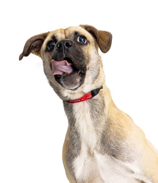 istock Hungry Mixed Small Breed Dog Closeup 1365938538