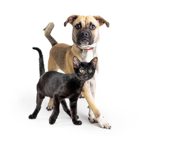 istock Excited dog and cat together looking forward 1365938543