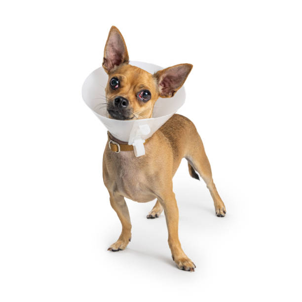 dog with cherry eye wearing protective collar - coleira protetora imagens e fotografias de stock