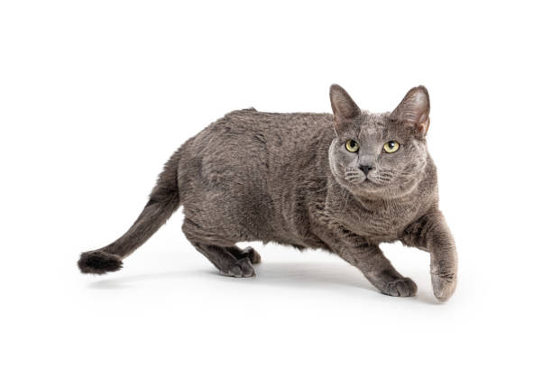 Excited Grey Cat Running Over White stock photo