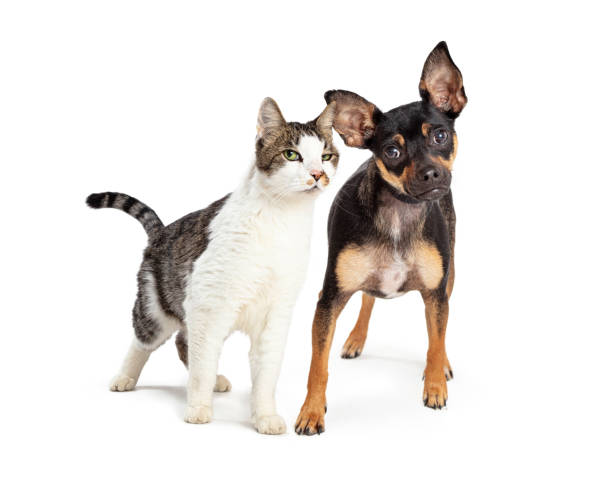 istock Funny Attentive Excited Dog and Cat 1365938624