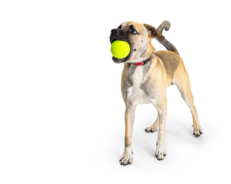 A fun and active mixed small breed dog playing with a tennis ball in mouth