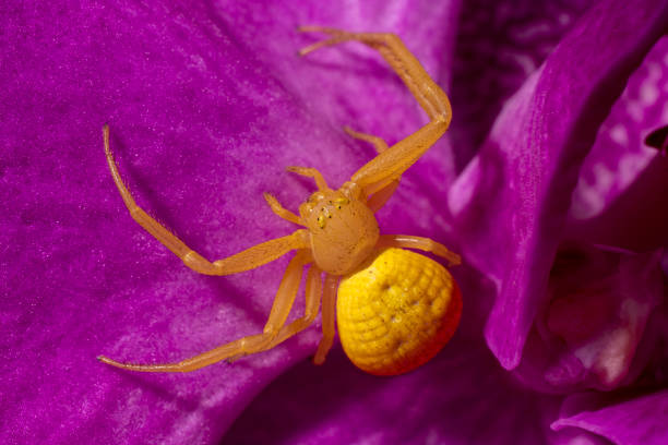 White Crab Spider on a purple flower.