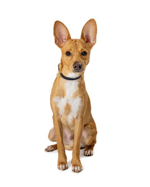 yellow dog big ears sitting on white - the media imagens e fotografias de stock