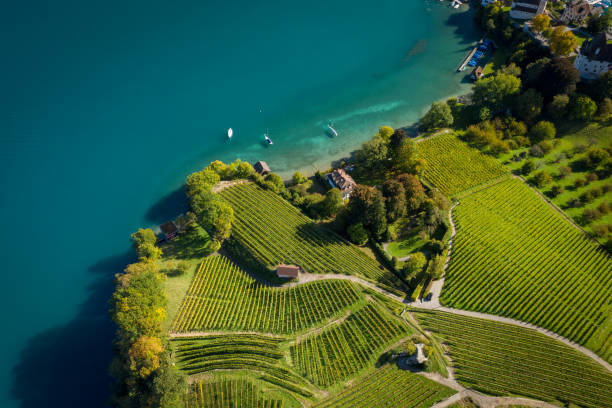 vista drone do lago e litoral exuberante - thun aerial view switzerland tree - fotografias e filmes do acervo