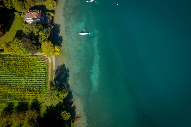 Vineyards, Thun