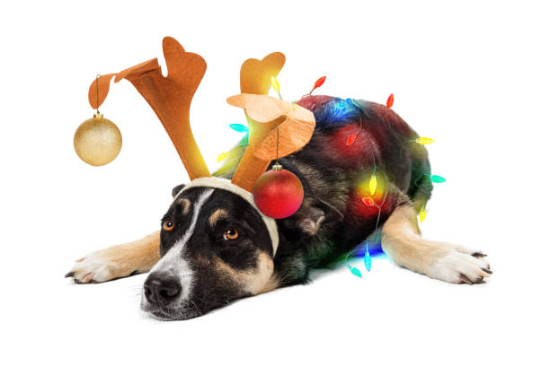 istock Funny Tired Dog Wrapped in Christmas Lights 1365938718