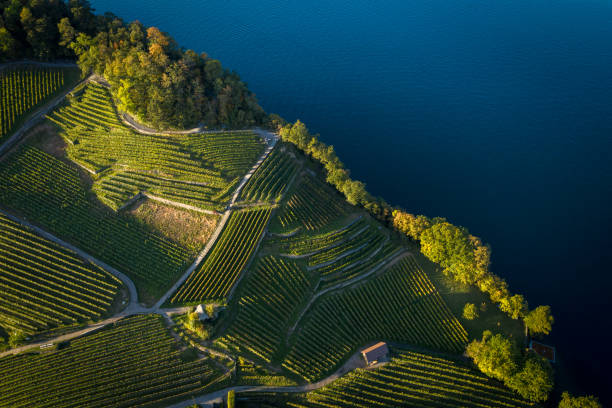 vista de drone da luz da manhã no lago e litoral exuberante - thun aerial view switzerland tree - fotografias e filmes do acervo