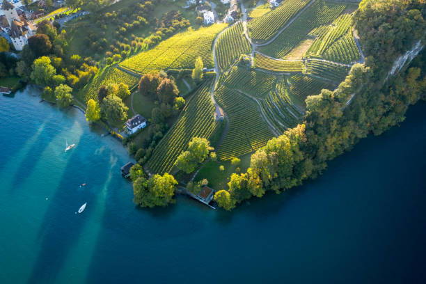 вид дрона на ранний утренний свет на озере и пышную береговую линию - thun aerial view switzerland tree стоковые фото и изображения