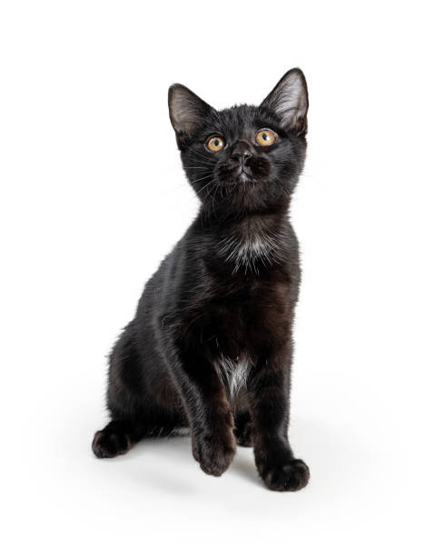 istock Cute black curious kitten lifting paw 1365938734