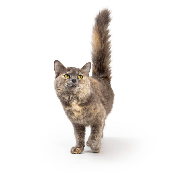 istock Dilute Tortie Cat Walking Forward Looking Up 1365938764