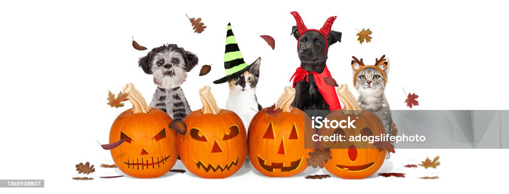 Halloween Puppies and Kittens With Jack-O-Lanterns Cute cats and dogs wearing Halloween costumes sitting with carved pumpkins and falling leaves. Pets Stock Photo