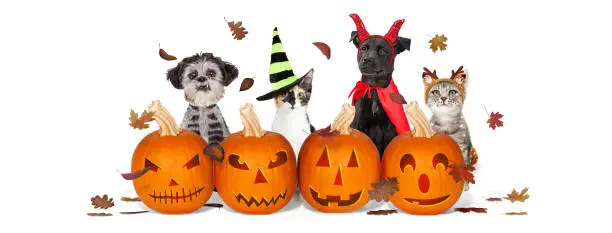 Cute cats and dogs wearing Halloween costumes sitting with carved pumpkins and falling leaves.