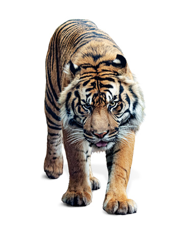 Tigre de Sumatra caminando hacia adelante aislado sobre blanco photo