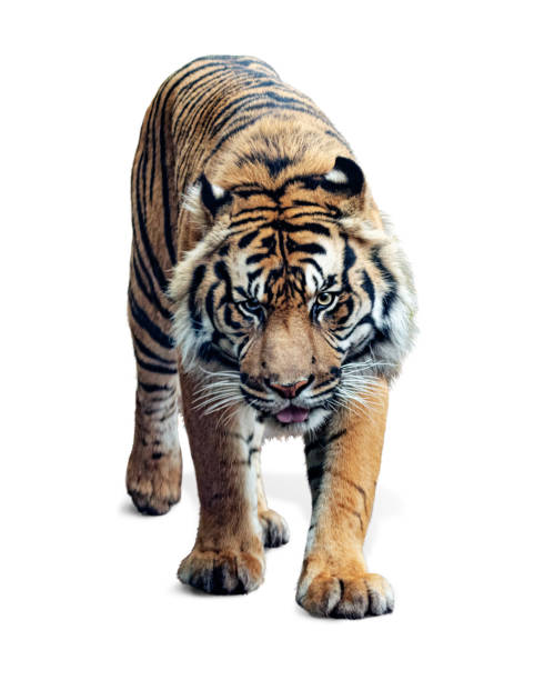 sumatran tiger walking forward isolated on white - sumatratiger bildbanksfoton och bilder