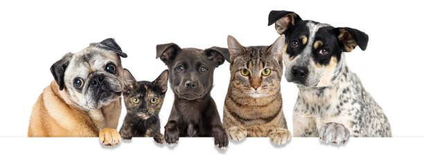 Rescue Dogs and Cats Paws Over White Banner stock photo