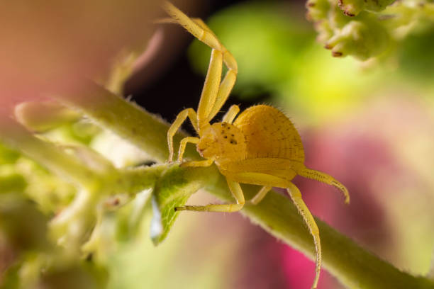 istock Goldenrod Crab Spider (Misumena vatia) 1365938905