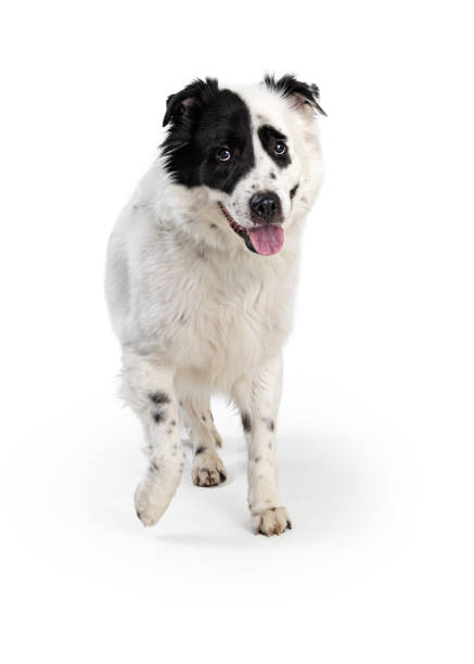 istock Friendly Happy Large White and Black Dog Walking Forward 1365939434