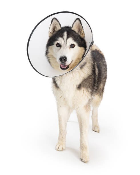 istock Husky Dog Wearing Protective Medical Cone 1365939439