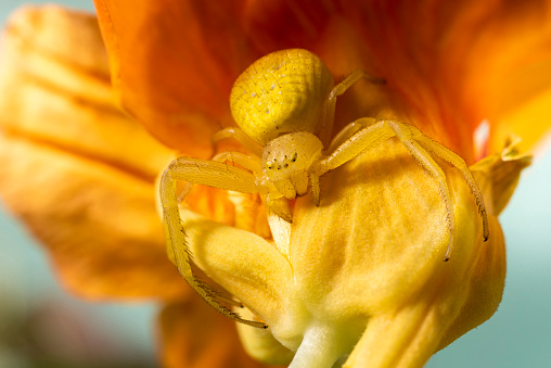 Extreme close up of a goldenrod crab spider, Misumena vatia, camouflaged and crouching on an orange nasturtium bloom ready to pounce on its prey. These spiders can change colors from yellow, white or light green. This photograph has very shallow depth of field, with the focus being on the spider's face.