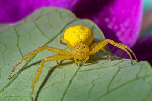 Extreme close up of a goldenrod crab spider, Misumena vatia, crouching on a nasturtium leaf ready to pounce on its prey. These spiders can change colors from yellow, white or light green. This photograph has very shallow depth of field, with the focus being on the spider's face.