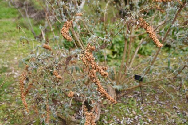 istock Butterfly bush flowers in winter. Seeds. 1365940731