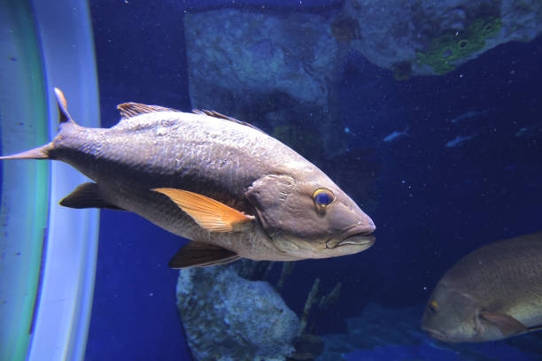 istock a fish swimming in dark aquatic ambiance 1365940782