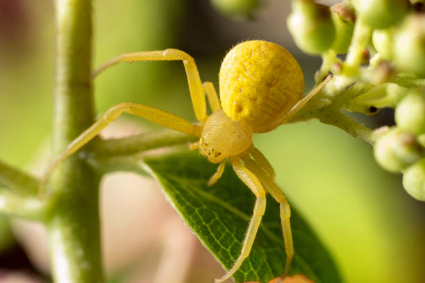 istock Goldenrod Crab Spider (Misumena vatia) 1365940938