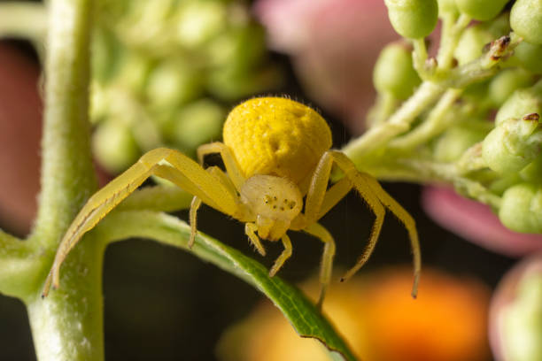 istock Goldenrod Crab Spider (Misumena vatia) 1365941145