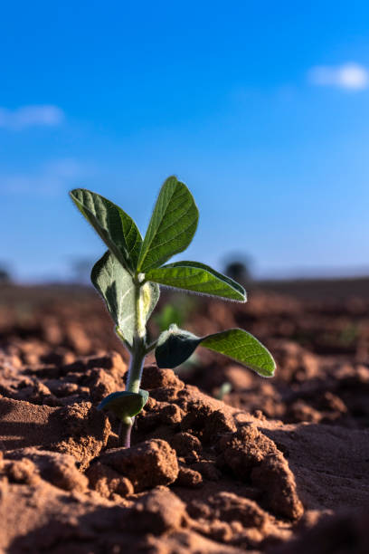 sprout of the peanut plant grows in the field of a farm - peanut peanut crops plant root imagens e fotografias de stock