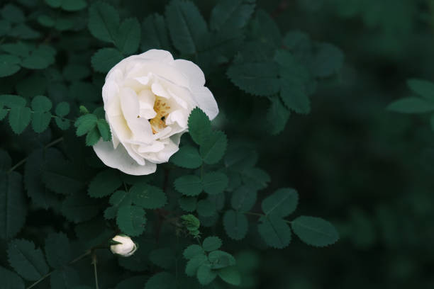 The rosehip or simply rosehip (Rosa eglanteria; synonym Rosa rubiginosa) is a wild shrub of the Rosaceae family. It is a native plant of Europe, where it is cultivated mainly in the United Kingdom for its beautiful flowers.