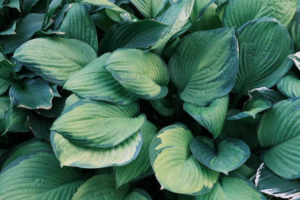 istock hosta plant big leaves pattern and texture outdoors in the botanical garden 1365948377