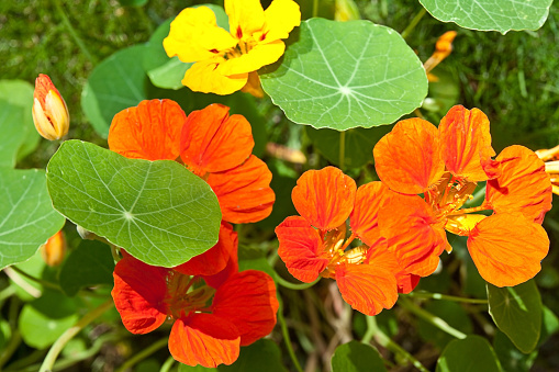 Low angle close-up of Blooming California Poppy (Eschscholzia californica) wildflowers.\n\nTaken in Santa Cruz, California, USA