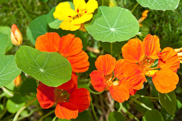 Nasturtium Flowers Close-up of multi-colored Nasturtium Flowers tropaeolum majus garden nasturtium indian cress or monks cress stock pictures, royalty-free photos & images