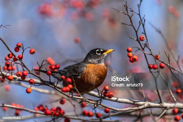 American Robin Eating Berries Stock Photo - Download Image Now - American Robin, Robin, Winter