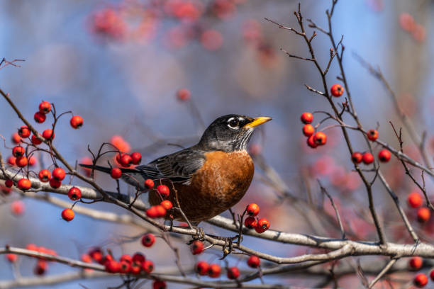 drozd wędrowny jeść jagody - american robin zdjęcia i obrazy z banku zdjęć