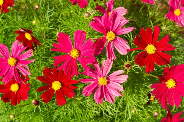 Close-up of many Cosmos flowers, vibrant colors