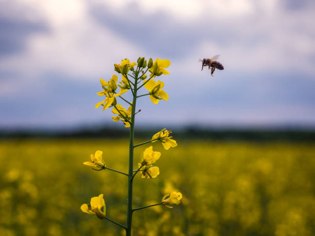 Bee meets plant stock photo