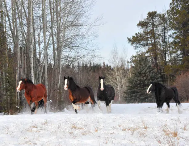 Four Clydesdale horse running in the deep cold winter snow in pasture