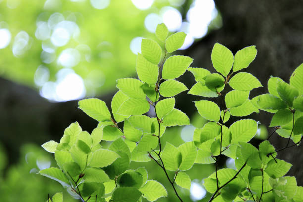 istock Young leaves of beech 1365953618