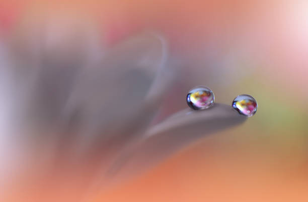 Nature,Flower,Daisy,Floral,Drop hermosa tranquilidad naturaleza fondo.macro plano de increíbles flores de primavera.art diseño.cerrar fotografía.conceptual abstracto photo.fantasy floral art.creative artistic wallpaper.orange color.gerbera daisy.colorful,colores,planta. gota de agua.