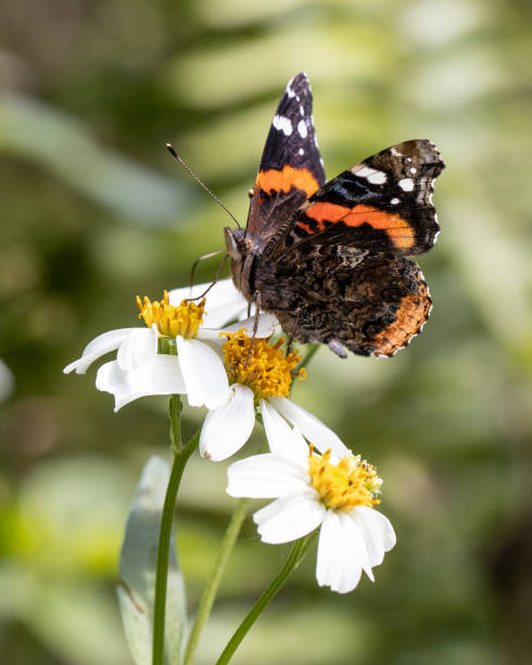 istock Orange and Brown Butterfly in Spring 1365960778