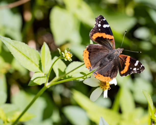 istock Orange and Brown Butterfly in Spring 1365960804