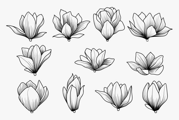 illustrations, cliparts, dessins animés et icônes de ensemble de fleur de magnolia isolée. - temperate flower