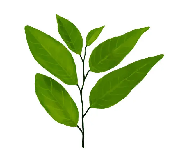 Vector illustration of green watercolor leaves. Decorative beauty elegant illustration for design