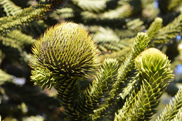 Araucarias in the Conguillio National Park entering from the Truful-Truful sector in the commune of Melipeuco, Araucania region, Chile.