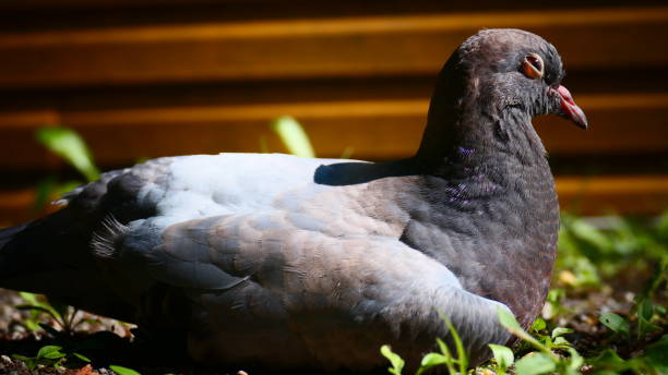 istock Pigeon lying on the front in the sun with his eyes half closed 1365967547