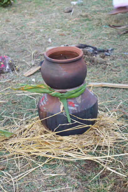 Pongal festival